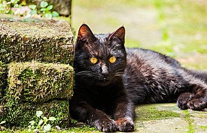 《光与影：33号远征队》Steam留存玩家超《上古卷轴4：湮灭重制版》